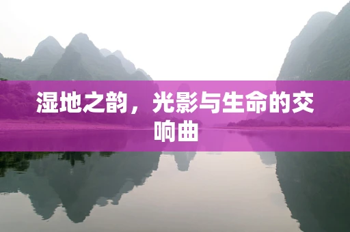 湿地之韵，光影与生命的交响曲