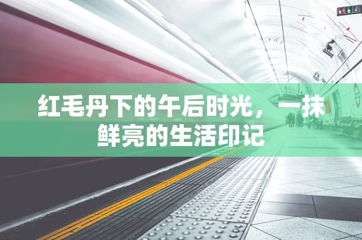 红毛丹下的午后时光，一抹鲜亮的生活印记