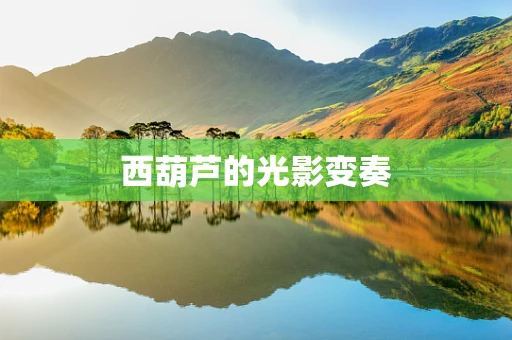 西葫芦的光影变奏