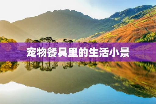 宠物餐具里的生活小景