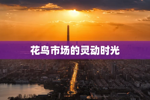花鸟市场的灵动时光
