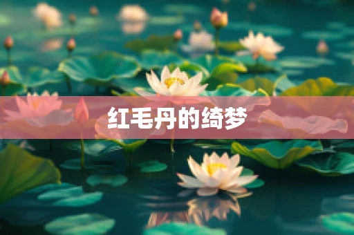 红毛丹的绮梦