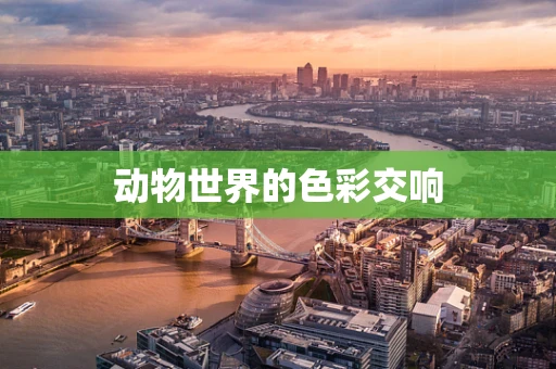 动物世界的色彩交响