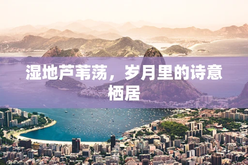 湿地芦苇荡，岁月里的诗意栖居