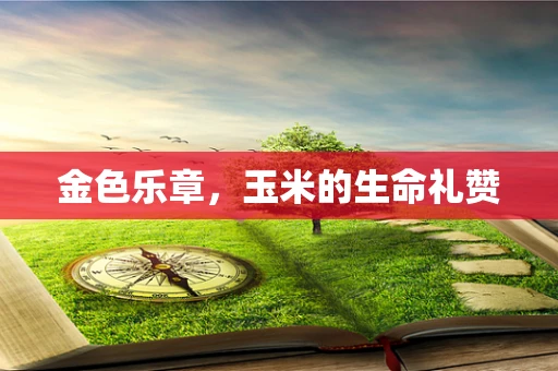 金色乐章，玉米的生命礼赞